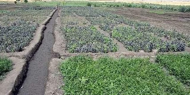 برداشت چهار هزار و ۲۰۰ تن سبزی و صیفی‌جات تابستانه در خرمشهر
