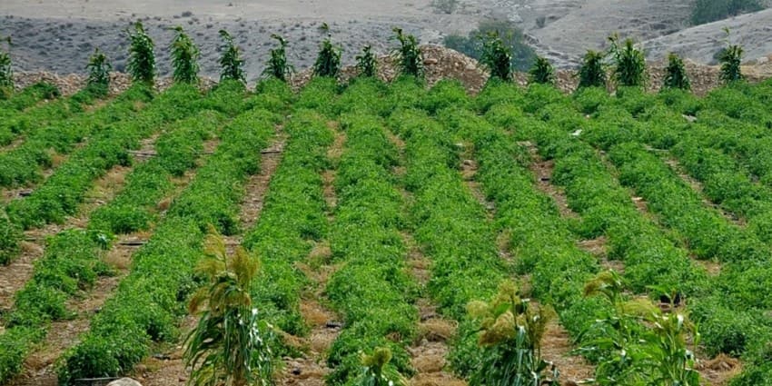 احیای ۳۰۰ هزار هکتار از دشت‌های خوزستان و ایلام در فاز نخست