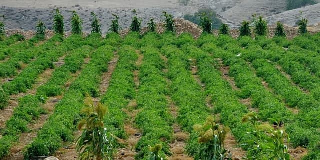 احیای ۳۰۰ هزار هکتار از دشت‌های خوزستان و ایلام در فاز نخست
