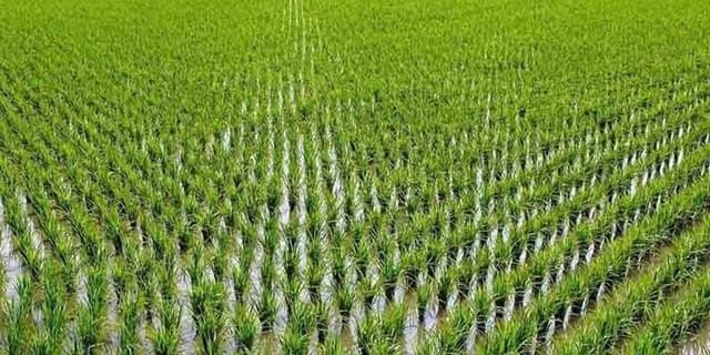 کشت شلتوک در بیش از هشت هزار هکتار از زمین های کشاورزی شادگان