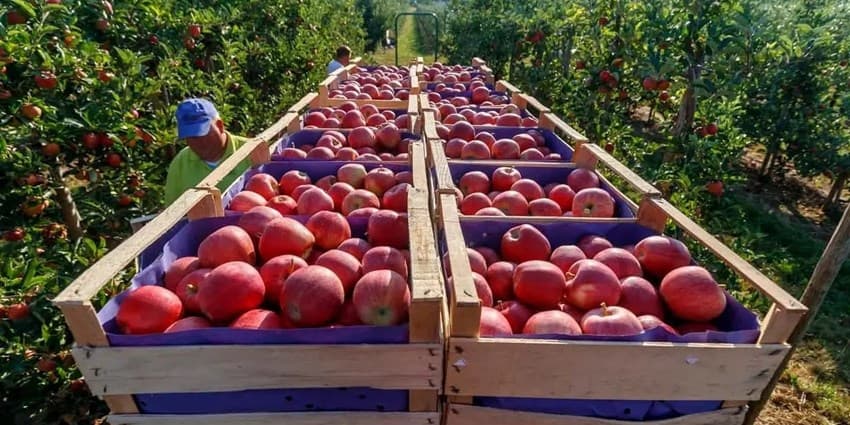 دست دلالان در جیب کشاورزان آذربایجان غربی