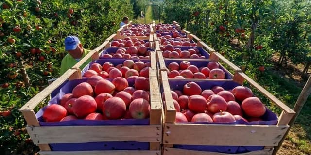 دست دلالان در جیب کشاورزان آذربایجان غربی