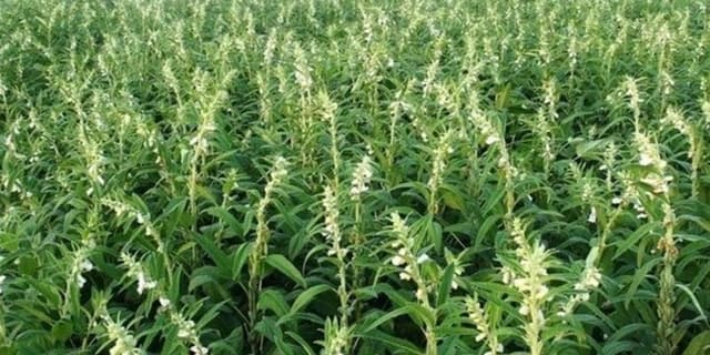 تابستان امسال ۱۸ هزار و ۵۰۰ هکتار کنجد در اراضی کشاورزی خوزستان کشت شد