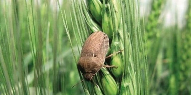 کنترل بیماری مزارع گندم