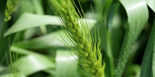 آغاز کشت پاییزه در کرمانشاه 