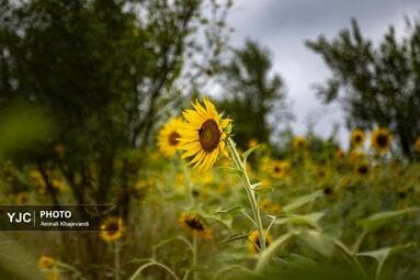 تصویر 7