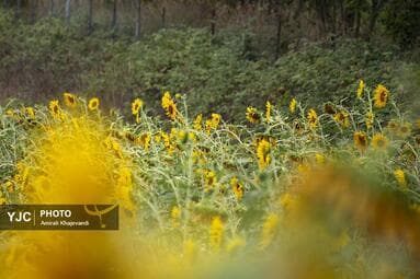 تصویر 12