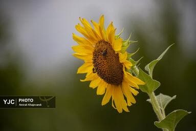 تصویر 13