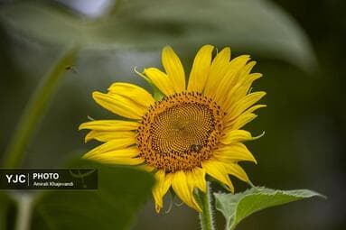تصویر 14