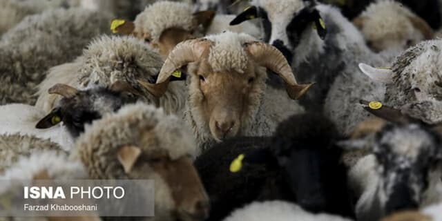 مصرف گوشت دام عید قربان پس از ۲۴ ساعت