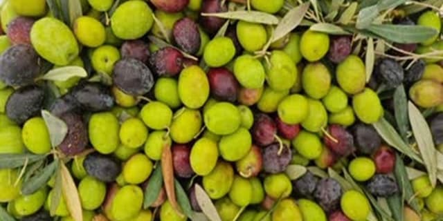 خشکسالی روغن زیتون را در اروپا کم یاب کرد