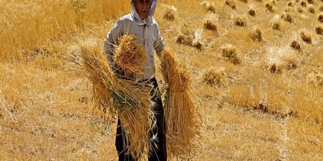 بلومبرگ: مصر واردات گندم از روسیه را افزایش داد