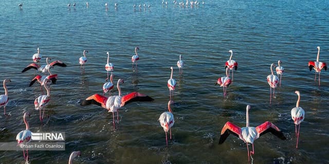 میانکاله لَبی تَر کرد