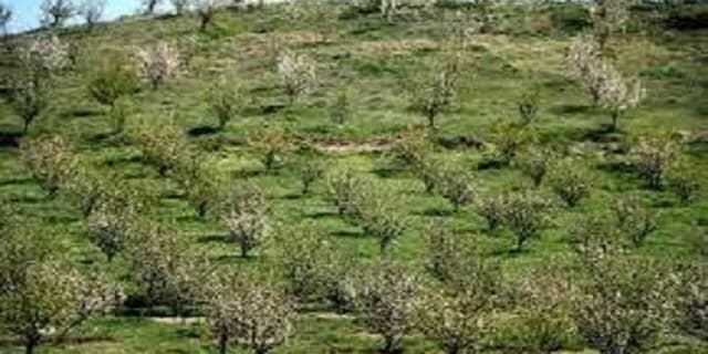 مبارزه زمستانه درختان سیاه ریشه از دهه سوم بهمن ماه