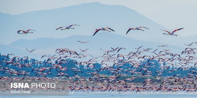 سال گذشته تالاب درگه سنگی پذیرای بیش از ۱۵ هزار قطعه فلامینگو بود