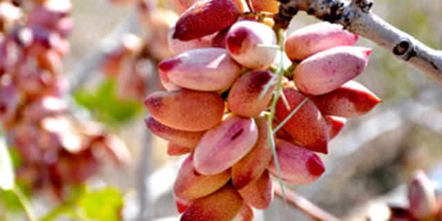بارشهای بهاری و حال خوب باغات پسته زرندیه