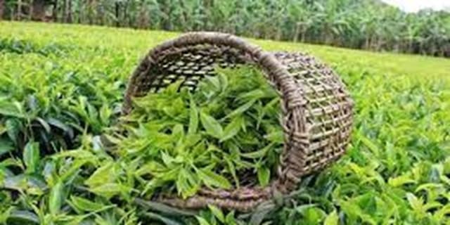 برداشت بالغ بر ۱۱ هزار تنی چای بهاره در گیلان